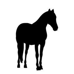 black horse silhouette
