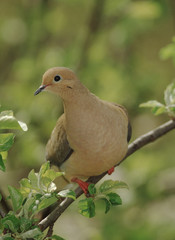 Mourning Dove (Zenaida Macroura)