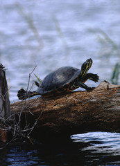 Fototapeta premium Peninsula Cooter Turtle (Pseudemys Peninsularis)