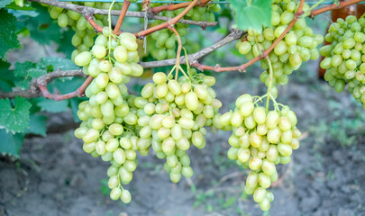 green grapes in the garden