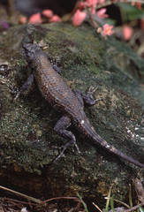 Florida Scrub Lizard (Sceloporus Woodi)