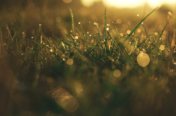 Sommerlicher Morgentau