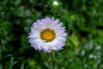 Obraz premium white purple flower in the garden