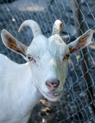 white goat in zoo