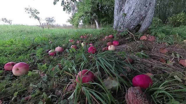 Apples falling from old apple tree, slow motion
