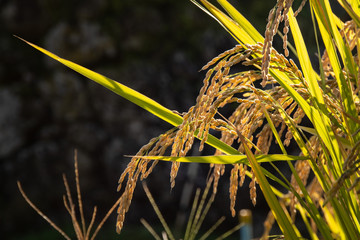 秋の収穫　稲穂の黒バック
