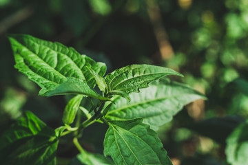 Obraz premium green leaf 