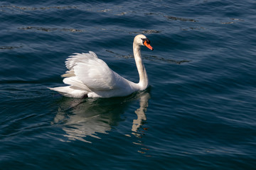 beautiful white swan swimming calmy in lake lucerne switzerland 