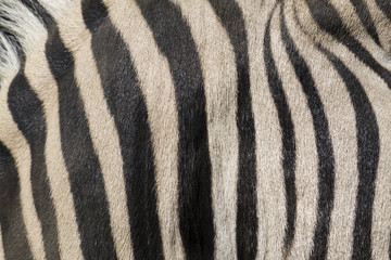 Close up of a zebra with black and white stripes