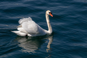 beautiful white swan swimming calmy in lake lucerne switzerland 