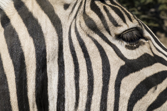 Close up of a zebra with black and white stripes