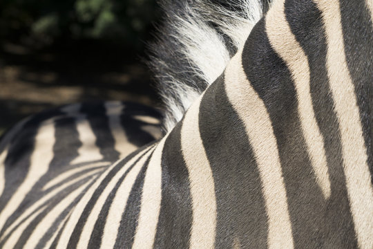 Close up of a zebra with black and white stripes