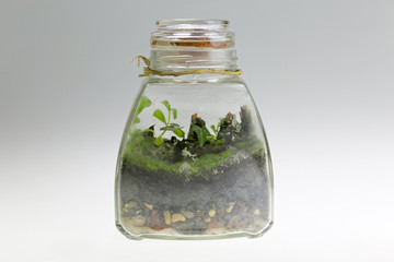 Terrarium plant arrangement in glass jar