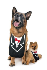 german shepherd and spitz