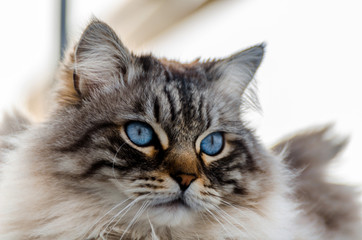 Naklejka na ściany i meble beautiful long-haired cat with blue eyes sitting outside