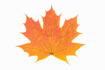 Red and yellow maple leaf as an autumn symbol as a seasonal themed concept as an icon of the fall weather on an isolated white background.