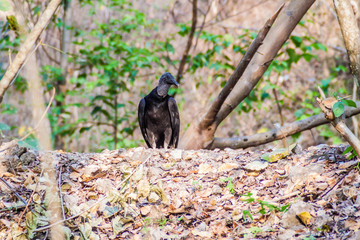 Black vulture (Coragyps atratus) in Guatemala