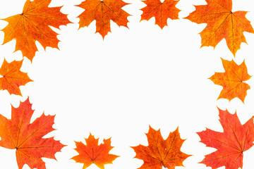 Naklejka na ściany i meble Autumn background. Isolated maple leaves.