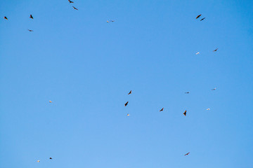 Hawks near Atitlan lake, Guatemala