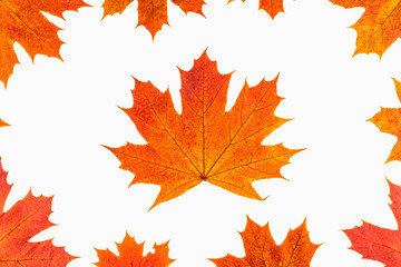 Autumn background. Isolated maple leaves.