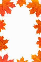 Fototapeta premium Autumn background. Isolated maple leaves.