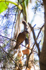 Clay-colored thrush (Turdus grayi) near Atitlan lake, Guatemala