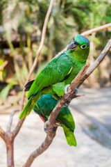 Mealy Parrot