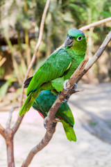 Mealy Parrot