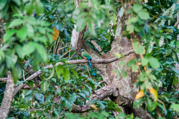 Turquoise-browed motmot (Eumomota superciliosa), the national bird of El Salvador. National park El Imposible, El Salvador