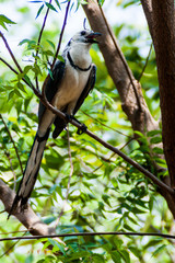 White-throated magpie-jay (Calocitta formosa) on Ometepe island, Nicaragua