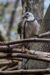 White-throated magpie-jay (Calocitta formosa) on Ometepe island, Nicaragua