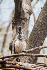 White-throated magpie-jay (Calocitta formosa) on Ometepe island, Nicaragua