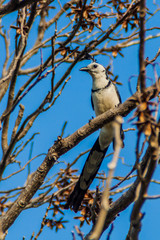 White-throated magpie-jay (Calocitta formosa) on Ometepe island, Nicaragua