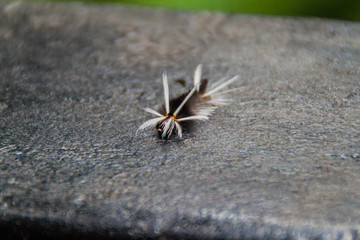 Caterpillar larva in a cloud forest of Reserva Biologica Bosque Nuboso Monteverde, Costa Rica
