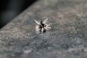 Caterpillar larva in a cloud forest of Reserva Biologica Bosque Nuboso Monteverde, Costa Rica