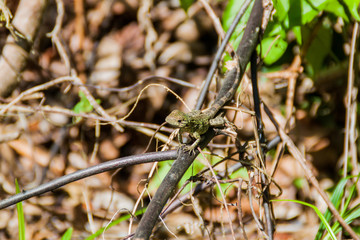 Lizard in National Park Manuel Antonio, Costa Rica