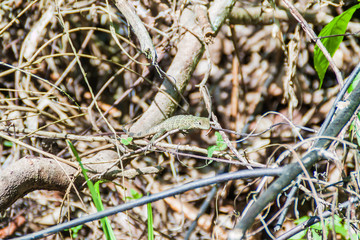 Lizard in National Park Manuel Antonio, Costa Rica