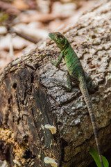 Naklejka na ściany i meble Lizard in National Park Manuel Antonio, Costa Rica