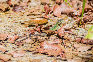 Lizard in National Park Manuel Antonio, Costa Rica