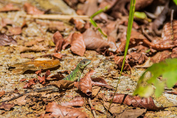 Lizard in National Park Manuel Antonio, Costa Rica