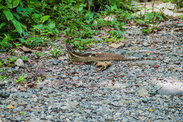 Common basilisk (Basiliscus basiliscus)  in National Park Manuel Antonio, Costa Rica