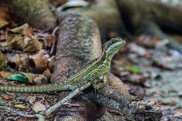 Basilisk in National Park Manuel Antonio, Costa Rica