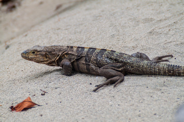 Black spiny-tailed iguana (Ctenosaura similis)  in National Park Manuel Antonio, Costa Rica