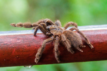 Tarantula on a railing in Panama