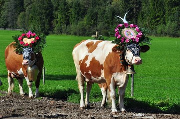 Almabtrieb Pertisau, Karwendel, Tirol