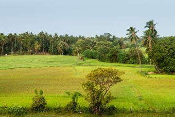 Fototapeta na wymiar Rice fields near Polonnaruwa, Sri Lanka