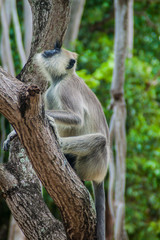 Tufted gray langur (Semnopithecus priam) on a tree in the Fort Frederick in Trincomalee, Sri Lanka