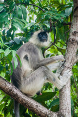 Tufted gray langur (Semnopithecus priam) on a tree in the Fort Frederick in Trincomalee, Sri Lanka