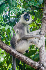 Tufted gray langur (Semnopithecus priam) on a tree in the Fort Frederick in Trincomalee, Sri Lanka