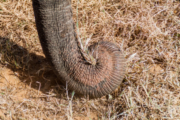 Trunk of a wild Sri Lankan elephant (Elephas maximus maximus) in Udawalawe National Park, Sri Lanka